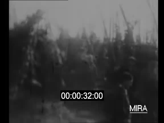 Vendanges 1929