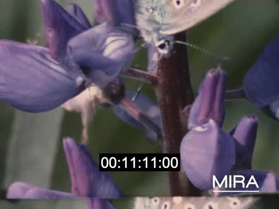 Sur les Rieds d'Alsace