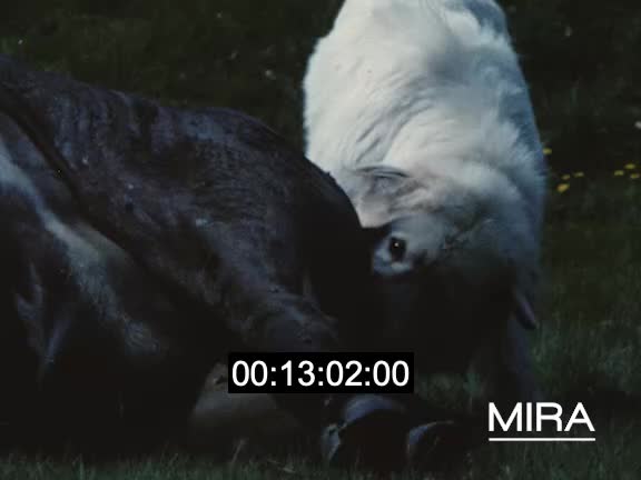 Sur les sentiers des Pyrenées