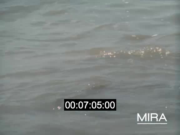 Paradis Brésil sauvage