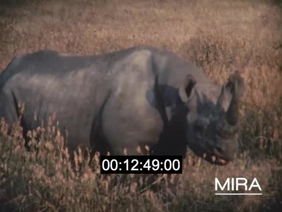 Sur les pistes africaines