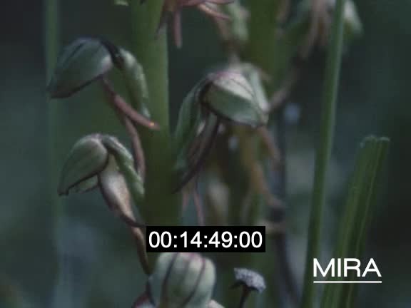 La faune et la flore d'Alsace, des Vosges et des Pyrénées puis moments entre amis