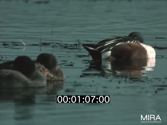 Canards au plan d'eau de Rhinau