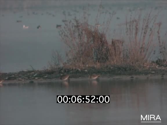 Plan d'eau Rhinau-Kappel 