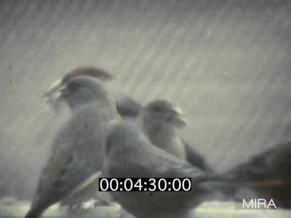 Observation de moineaux – Préparation des poules – Course de voitures sur piste