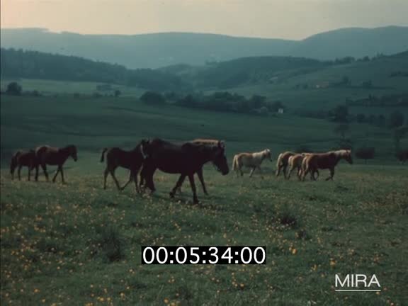 Chevaux sauvages dans la vallée