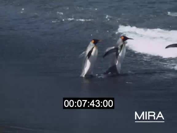 Mission dans l'archipel Crozet