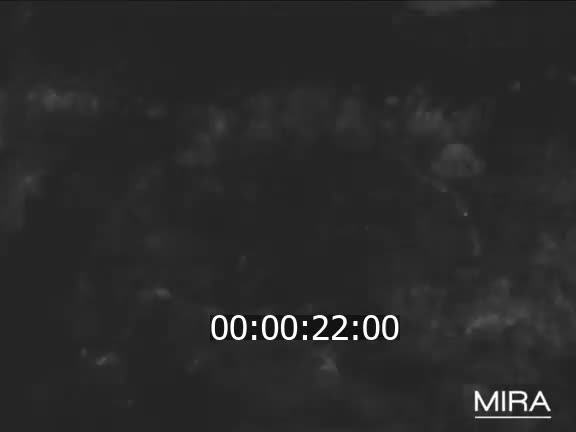 Pères Spiritains au Nigéria - 1 (Les)