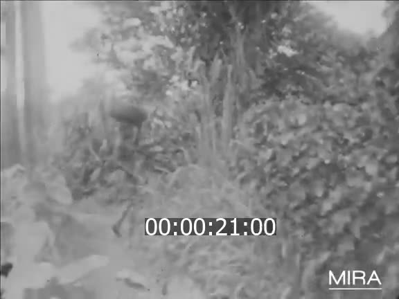 Peuple nigérian - 4