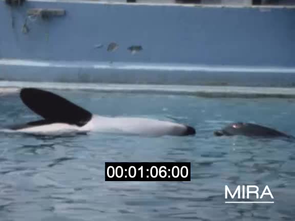 Spectacles à Marineland
