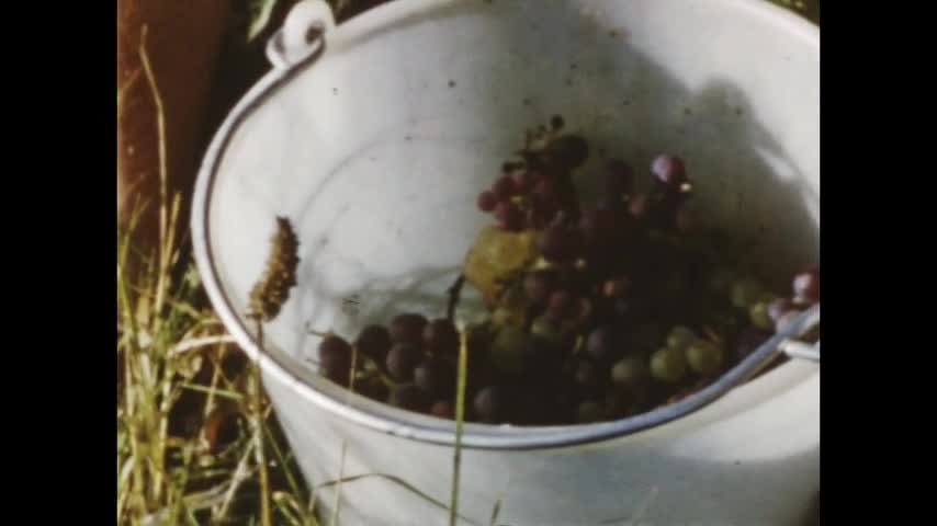Vendanges de l'amour (Les)